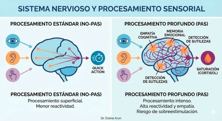 Representación técnica del procesamiento de estímulos en el sistema nervioso de una persona altamente sensible.
